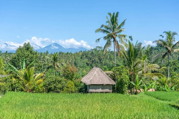 Landschap Met Groene Rijstvelden Stro Palmbomen Zonnige Dag Bali Indonesië — Stockfoto