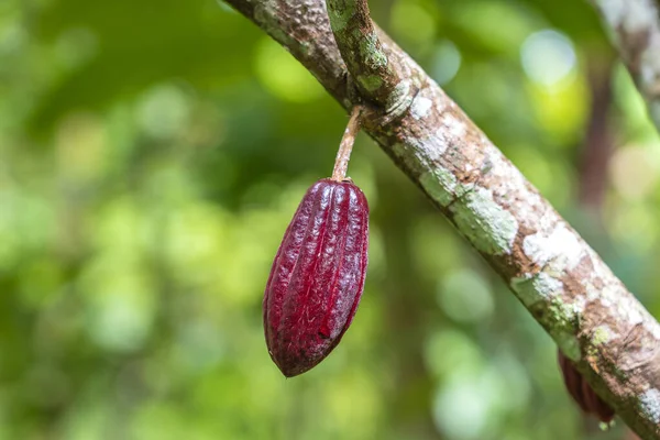Fagiolo Cacao Rosso Sull Albero Indonesia Primo Piano — Foto Stock