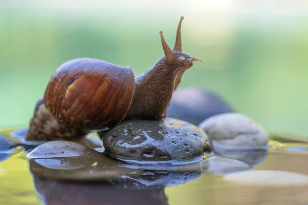 Snail Shell Crawls Ceramic Pot Water Summer Day Garden Close — Stock Photo, Image