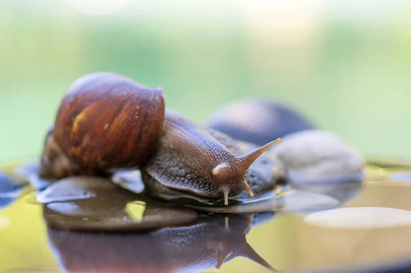 Caracol Una Concha Arrastra Sobre Una Olla Cerámica Con Agua —  Fotos de Stock