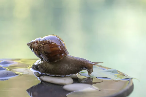 Eine Schnecke Schneckenhaus Kriecht Auf Einem Keramiktopf Mit Wasser Sommertag — Stockfoto