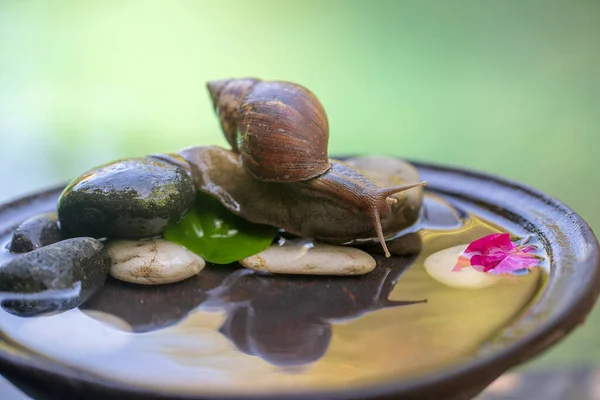 Ślimak Muszli Czołga Się Ceramicznym Garnku Wodą Letni Dzień Ogrodzie — Zdjęcie stockowe