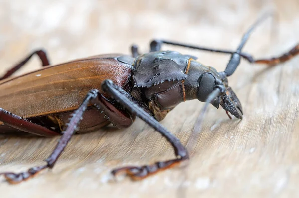 Escarabajo Gigante Fiyiano Cuerno Largo Isla Koh Phangan Tailandia Primer —  Fotos de Stock