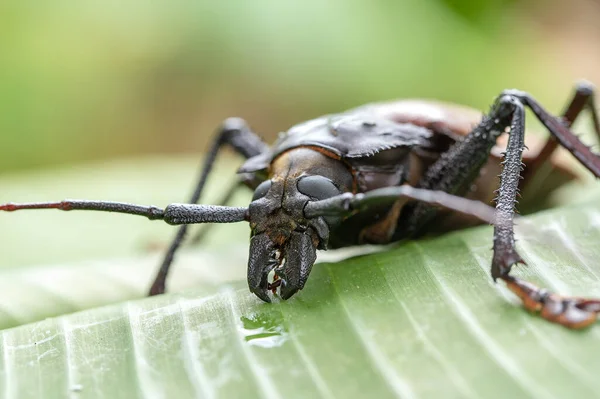 섬에서 벌레이다 매크로 피지긴 딱정벌레 Xixuthrus Heros 곤충중에서 하나이다 — 스톡 사진