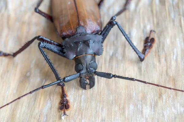 Giant Fijian longhorn beetle from island Koh Phangan, Thailand. Close up, macro. Giant Fijian long-horned beetle, Xixuthrus heros is one of largest living insect species.Large tropical beetle species