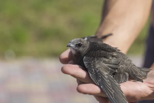 Man Hand Holds Swifts Found Order Let Close Newborn Swift — Stock Photo, Image