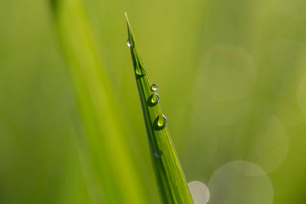 Groene Rijst Stengel Achtergrond Met Waterdruppels Gras Stengels Met Waterdruppels — Stockfoto