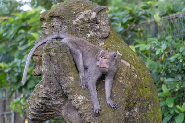 Portrait Monkey Sitting Stone Sculpture Monkey Sacred Monkey Forest Ubud — Stock Photo, Image