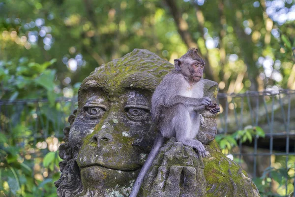 Retrato Macaco Sentado Uma Escultura Pedra Macaco Floresta Macacos Sagrados — Fotografia de Stock