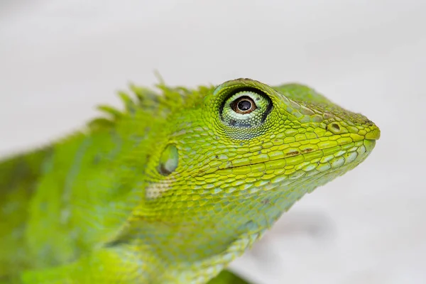 Portret Van Een Kleine Groene Leguaan Een Witte Houten Achtergrond — Stockfoto