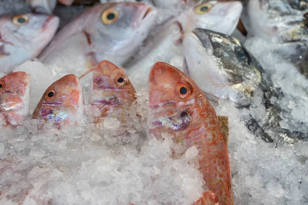 Syrové Ryby Ledě Prodej Pouličním Trhu Bodrum Turecko Zavřít — Stock fotografie