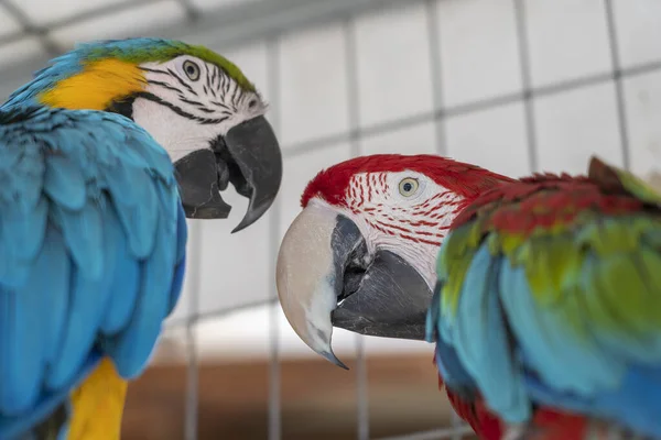 Blauer Und Gelber Ara Papagei Und Roter Ara Papagei Aus — Stockfoto