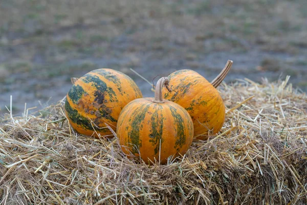 Orange Rohe Kürbisse Auf Dem Stroh Ukraine Nahaufnahme Freien — Stockfoto