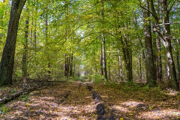秋天森林中央的一条路的低角度视图 树木在路上形成了一条隧道 乌克兰 — 图库照片