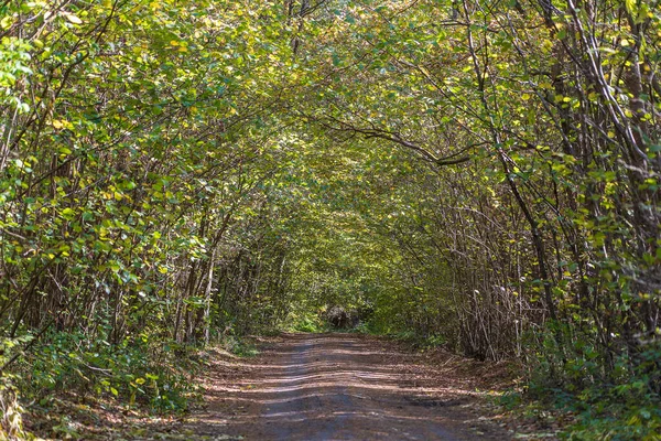 Vista Ángulo Bajo Una Carretera Medio Bosque Otoño Árboles Formando — Foto de Stock