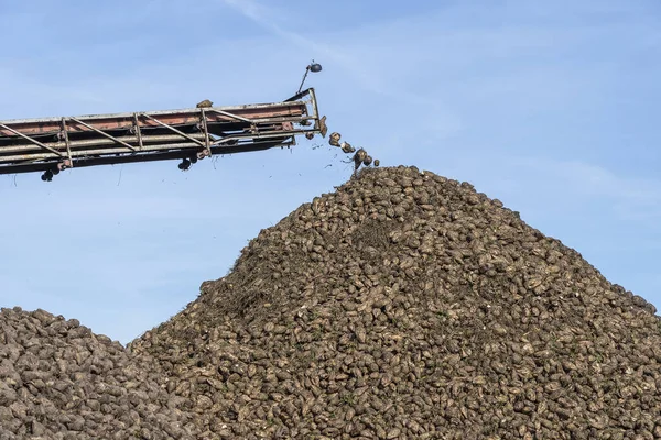 联合收割机起重机输送机卸糖甜菜 耕作农田的收割机 农业设备 起重机输送机将糖甜菜从卡车上卸下至地面 — 图库照片
