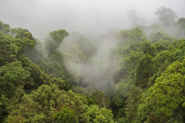 Tropical Trees Jungle Forest Morning Fog Mountain Hill City Danang — Stock Photo, Image