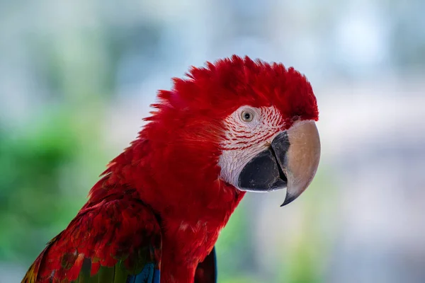 Gros Plan Perroquet Aras Rouge Oiseau Ailes Vertes Dans Nature — Photo