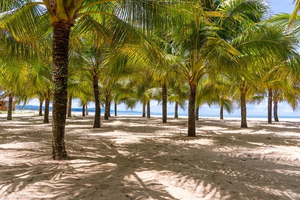 Palmeras Verdes Coco Playa Arena Blanca Cerca Del Mar China —  Fotos de Stock