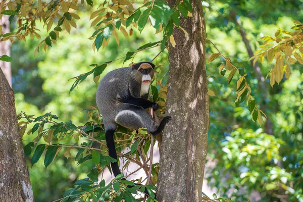 ブラザの猿は自然に木の上にいる 野生のアフリカ動物 — ストック写真