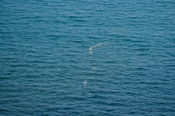 Garças Brancas Voam Sobre Superfície Azul Água Mar Vista Superior — Fotografia de Stock