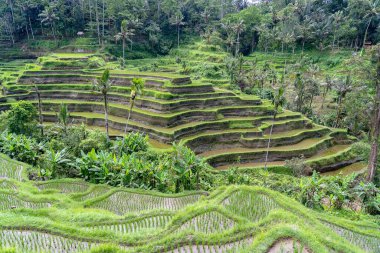 Yeşil pirinç terasları, Endonezya 'daki tropikal ada Bali yakınlarındaki Ubud dağlarındaki pirinç tarlalarında. Doğa konsepti