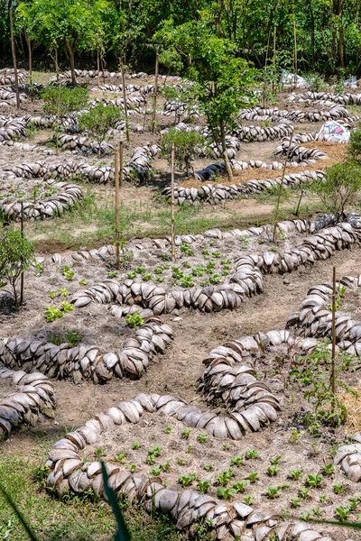 Plántulas Jóvenes Jardín Tropical Cáscara Coco Isla Bali Indonesia Cultivar — Foto de Stock