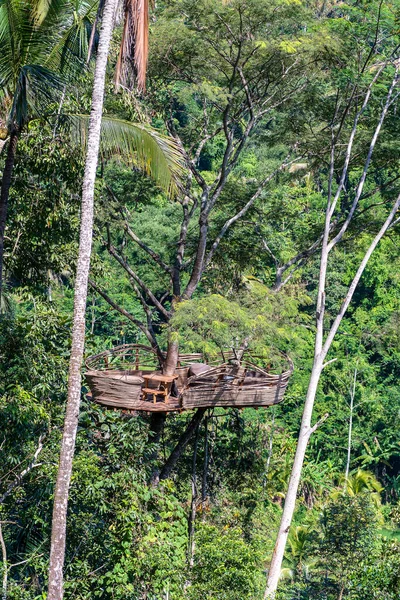 Área Recreação Extrema Uma Árvore Tropical Alta Selva Perto Dos — Fotografia de Stock