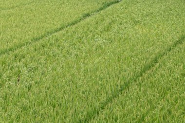 Yeşil pirinç saplı tarla. Ubud, Bali Adası, Endonezya. Yeşil pirinç teraslarını kapatın.