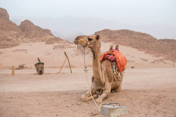 Одинокий Верблюд Привязанный Пустыне Шарм Эль Шейхе Египет Близко Животное — стоковое фото
