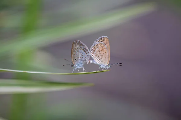 Mating Pair Small Butterfly Perching Tip Green Plant Close Indonesia — Stock Photo, Image