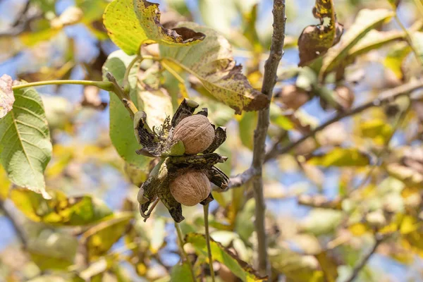 Tak Rijpe Open Walnoten Boom Tuin Walnoten Kweken Tak Van — Stockfoto