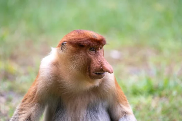 말레이시아 보르네오섬의 우림에 원숭이 — 스톡 사진
