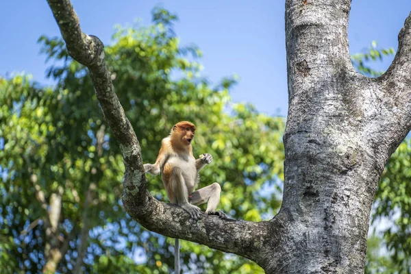 マレーシアのボルネオ島の熱帯雨林では 野生の原生動物のサルまたはナサリス幼虫が閉じます 猿は木の上に座っている — ストック写真
