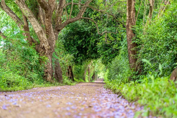 在绿树成荫的大路旁边 有一条长长的路 就像树洞一样 坦桑尼亚 — 图库照片