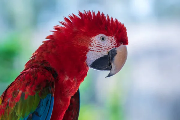 Cara Cerca Pájaro Loro Guacamayo Rojo Pájaro Guacamayo Alado Verde — Foto de Stock