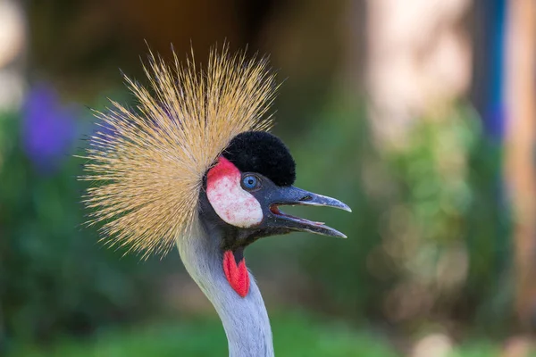 Portrait Grey Crowned Crane Balearica Regulorum Its Stiff Golden Feathers — Stock Photo, Image