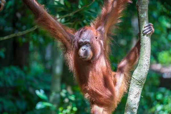 Orangután Salvaje Peligro Extinción Selva Tropical Isla Borneo Malasia Cerca —  Fotos de Stock