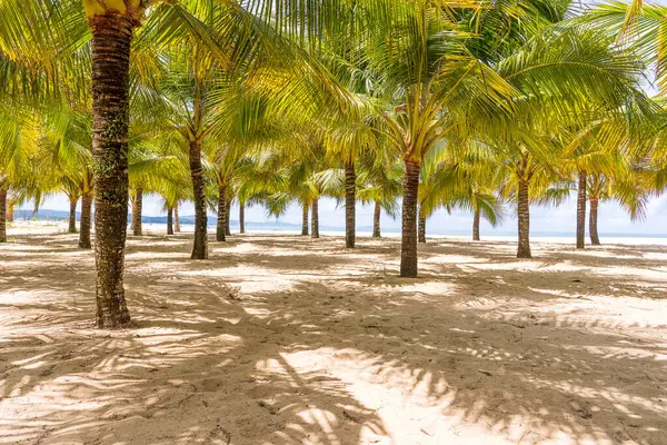 Palme Cocco Verdi Sulla Spiaggia Sabbia Bianca Vicino Mar Cinese — Foto Stock