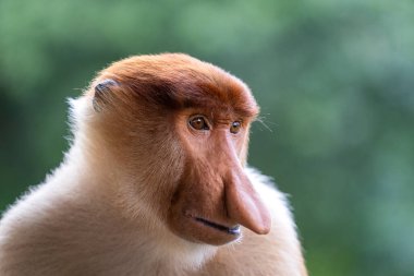Malezya 'nın Borneo adasındaki yağmur ormanlarında yaşayan vahşi bir Probosci maymunu ya da Nasalis larvası portresi. Büyük burunlu harika bir maymun..