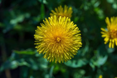 Karahindiba, taraxacum officinale. Doğadaki vahşi sarı çiçek, yakın çekim, üst manzara. Ukrayna