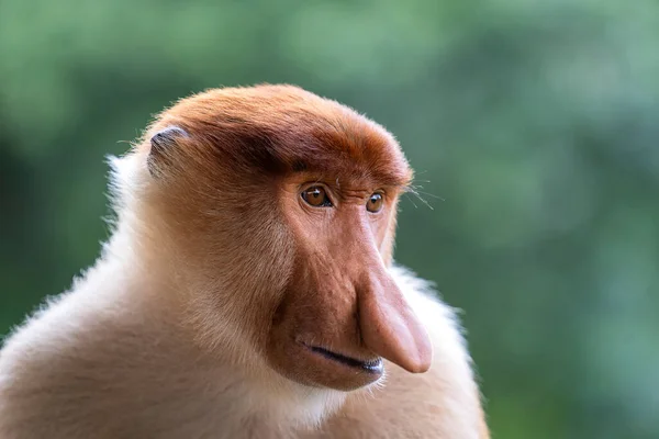 Portrét Divoké Opice Rodu Proboscis Nebo Nasalis Larvatus Deštném Pralese — Stock fotografie