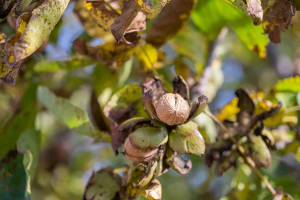 Rama Nueces Abiertas Maduras Árbol Jardín Cultivo Nueces Rama Nogal —  Fotos de Stock