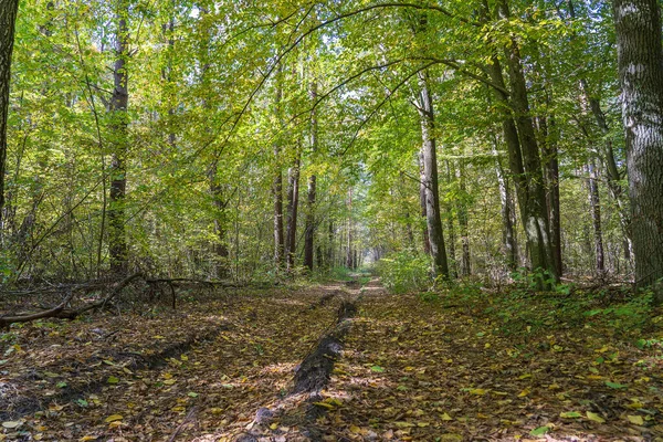 Vista Ángulo Bajo Una Carretera Medio Bosque Otoño Árboles Formando — Foto de Stock