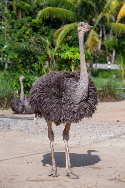 Beautiful Big African Ostrich Nature Close — Stock Photo, Image