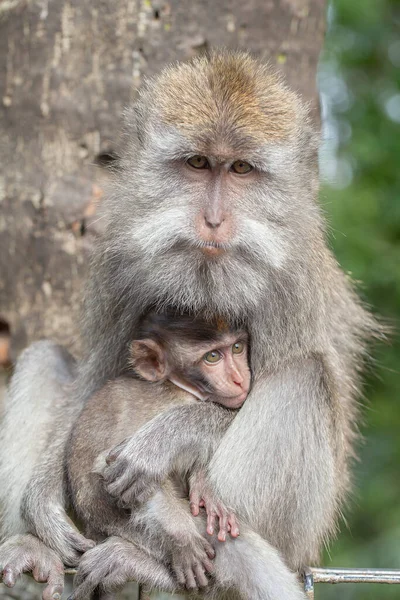 Famiglia Scimmie Selvatiche Nella Foresta Sacra Scimmie Ubud Isola Bali — Foto Stock