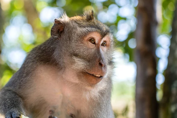 Famille Singes Sauvages Dans Forêt Sacrée Singes Ubud Île Bali — Photo