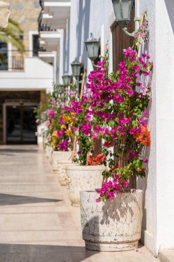 Türkiye 'nin Bodrum kentindeki beyaz duvarın yanında parlak dekoratif çiçekli saksılar