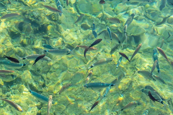 Pesci Nell Acqua Limpida Riflesso Del Sole Mar Egeo Bodrum — Foto Stock