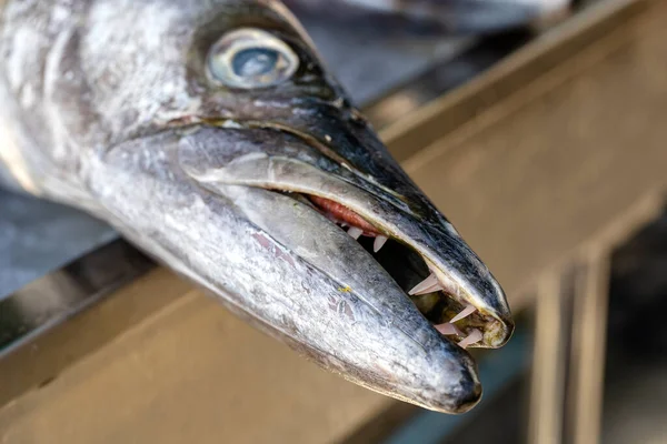 Avvicinati Denti Barracuda Barracuda Pesce Fresco Mare Mercato Alimentare Strada — Foto Stock